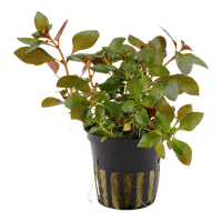 Load image into Gallery viewer, Ludwigia Repens