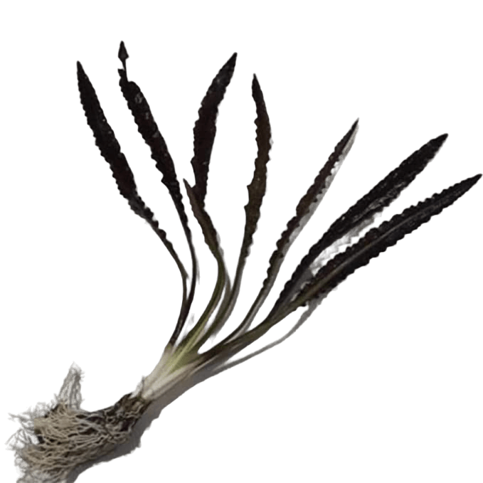 Aponogeton Crispus Bulb
