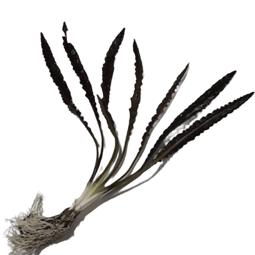 Aponogeton Crispus Bulb