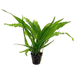 Java Fern Naroow Leaf 5 Cm Mesh