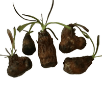 Load image into Gallery viewer, Aponogeton Crispus Bulb