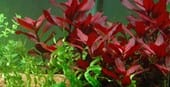 Load image into Gallery viewer, Ludwigia Repens