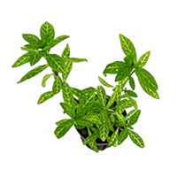 Load image into Gallery viewer, Hygrophila Variegated Mint