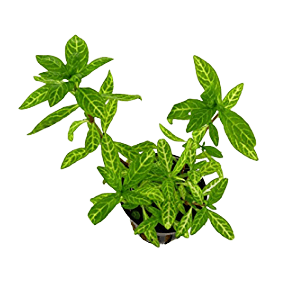 Hygrophila Variegated Mint