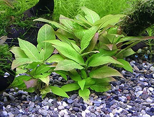 Hygrophila Corymbosa Compact