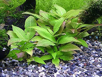 Load image into Gallery viewer, Hygrophila Corymbosa Compact