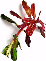 Load image into Gallery viewer, Ammannia Senegalensis Hi Red