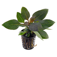 Load image into Gallery viewer, Hygrophila Corymbosa Compact