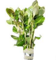 Load image into Gallery viewer, Ammannia Senegalensis Hi Red