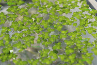 Load image into Gallery viewer, Duckweed (Floating plant )