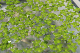 Duckweed (Floating plant )