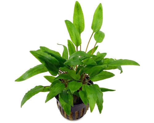 Cryptocoryne wendtii