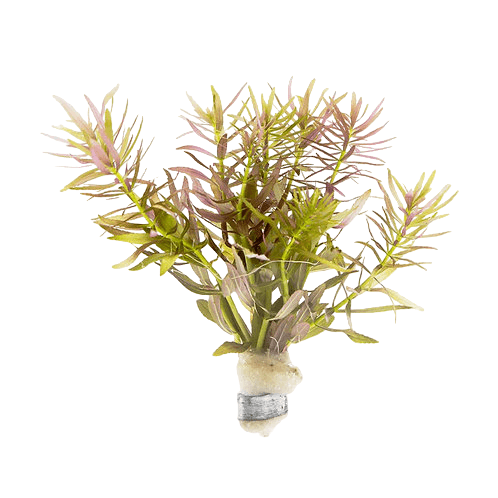 Ludwigia Sp Mini Super Red