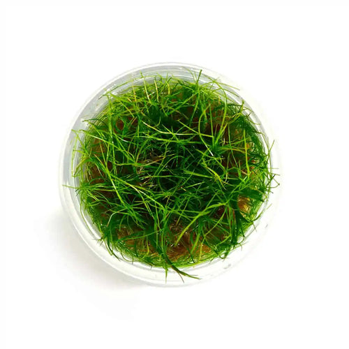 Hair Grass Eleocharis Parvula Draf