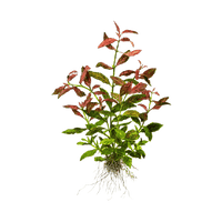 Load image into Gallery viewer, Hygrophila Variegated Mint