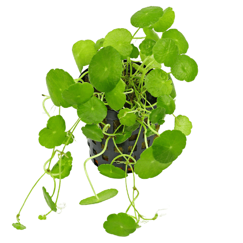 Hydrocotyle Verticillata