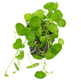 Hydrocotyle Verticillata