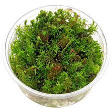 Rotala willichi Green