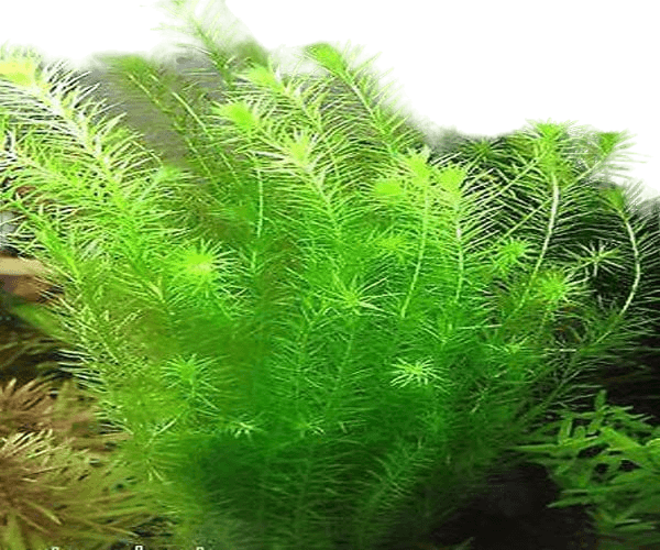 Rotala Green Mint