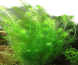 Rotala Green Mint
