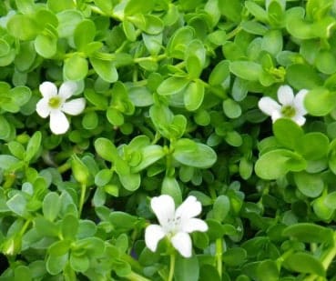 Bacopa Monniera Af