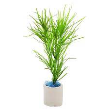 Eichhornia Diversifolia Bamboo