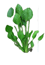 Echinodorus Palaefolius