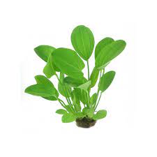 Echindorus Cordifolius