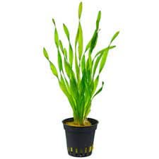 Vallisneria Sp Mini Twister