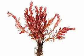 Ludwigia inclinata Aq