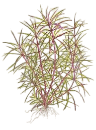 Pogostemon Stellatus