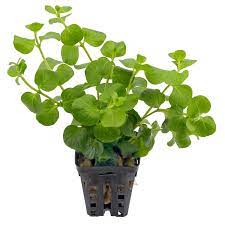 Lysimachia Nummularia Green Ca