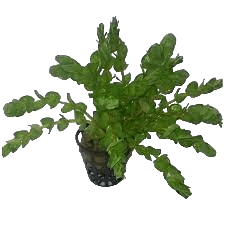 Rotala Rotundifolia Twilght