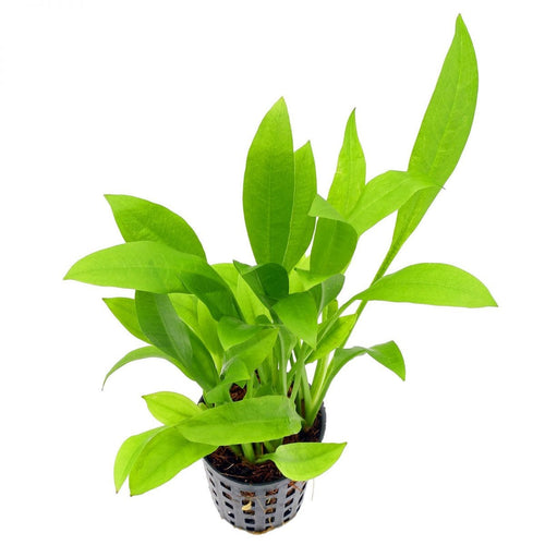 Echinodorus Amazonicus