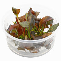 Load image into Gallery viewer, Echinodorus Red Flame