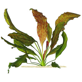 Echinodorus Red Flame
