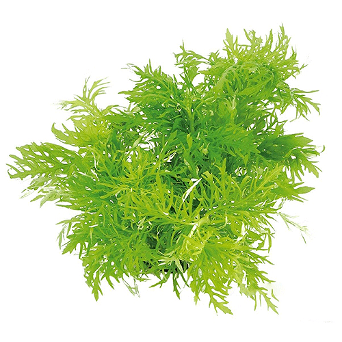 Hygrophila Difformis C