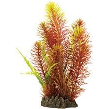 Myriophyllum Red