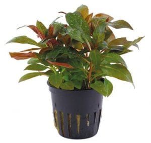 Ludwigia Glandulosa Perennis